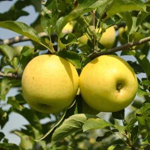 Yellow Delicious Apple Tree - Grafted Bare-root Fruit Tree - Hardiness Zone 5-8 - Image 1