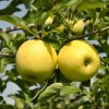 Yellow Delicious Apple Tree Live Plant - Quart Pot, 2 Feet Tall, Outdoor - Image 1