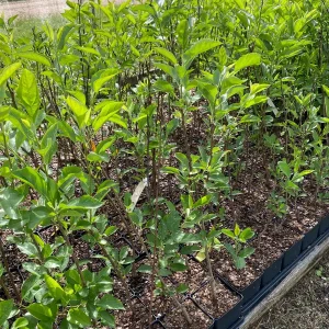 Yellow Delicious Apple Tree Live Plant - Quart Pot, 2 Feet Tall, Outdoor - Image 4