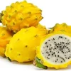 Yellow Dragon Fruit Live Plant - 1 ft Tall - Shipped in 6 inch Pot - Image 1