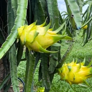 Yellow Dragon Fruit Live Plant – 4 Inch Pot – Exotic Fruiting Cactus - Image 2