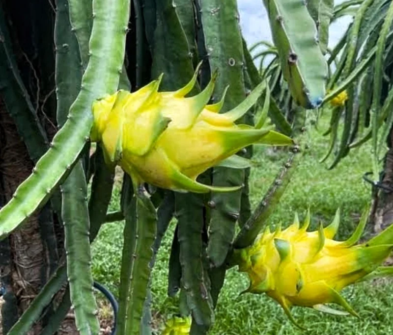Yellow Dragon Fruit Live Plant – 4 Inch Pot – Exotic Fruiting Cactus - Image 2