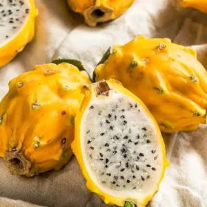 Yellow Dragon Fruit Live Plant – 4 Inch Pot – Exotic Fruiting Cactus - Image 1