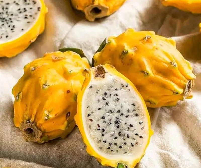 Yellow Dragon Fruit Live Plant – 4 Inch Pot – Exotic Fruiting Cactus - Image 1