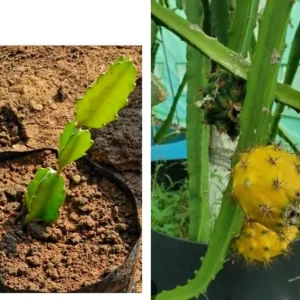 Yellow Dragon Fruit Live Plant – 4 Inch Pot – Exotic Fruiting Cactus - Image 3