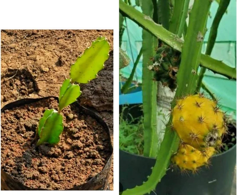 Yellow Dragon Fruit Live Plant – 4 Inch Pot – Exotic Fruiting Cactus - Image 3