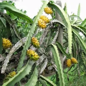 Yellow Dragon Fruit Live Plant – 4 Inch Pot – Exotic Fruiting Cactus - Image 4