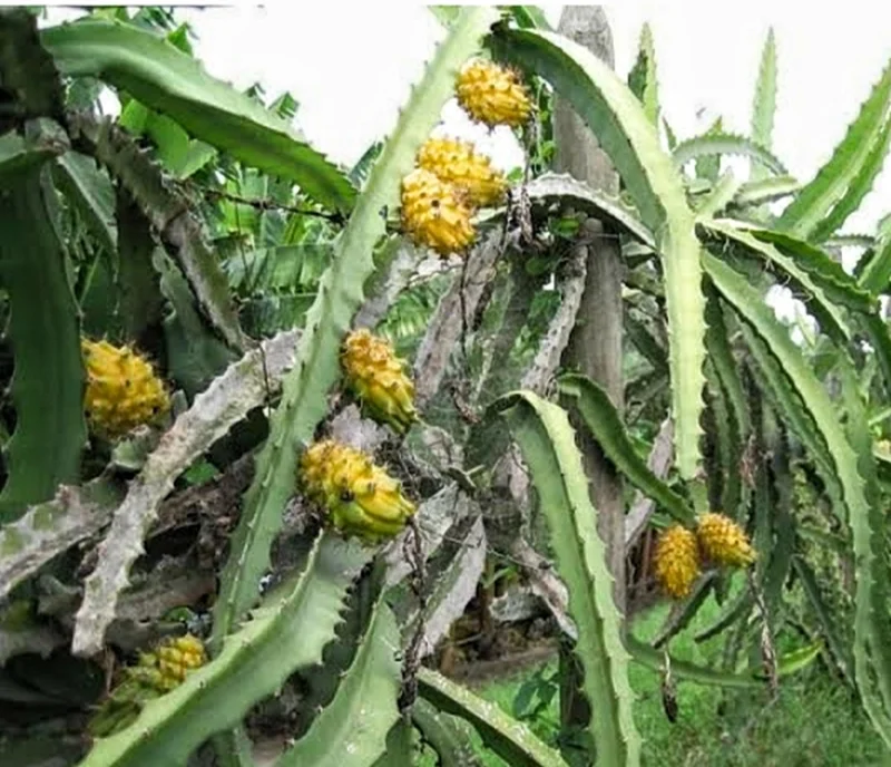Yellow Dragon Fruit Live Plant – 4 Inch Pot – Exotic Fruiting Cactus - Image 4