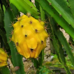 Yellow Dragon Fruit Starter Plug - Selenicereus megalanthus Live Plant - Image 2