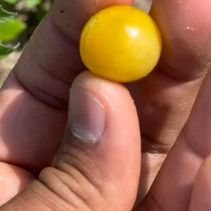 Yellow Everglades Tomato Seeds - Rare, Heat Tolerant, Sweet Flavor - Image 6