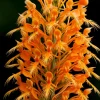 Yellow Fringed Orchid - Platanthera Ciliaris Bare Root Plant - Zones 4-9 - Image 1