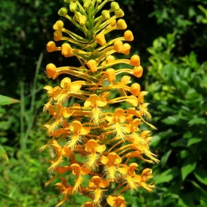 Yellow Fringed Orchid - Platanthera Ciliaris Bare Root Plant - Zones 4-9 - Image 3