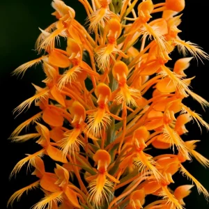 Yellow Fringed Orchid (Platanthera Ciliaris) Live Bare Root Plant - Zones 4-9 - Image 1