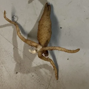 Yellow Fringed Orchid (Platanthera Ciliaris) Live Bare Root Plant - Zones 4-9 - Image 5