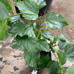 Yellow Hibiscus Live Plant – 1 ft Tall – 6 inch Pot – Tropical Outdoor Shrub - Image 2