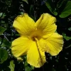 Yellow Hibiscus Live Plant – 1 ft Tall – 6 inch Pot – Tropical Outdoor Shrub - Image 1