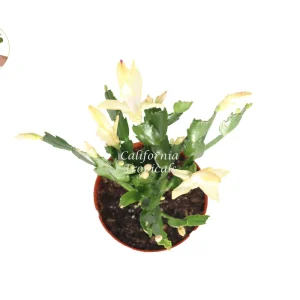 Yellow Holiday Cactus Live Plant – 6 inch Potted – Indoor Blooming Plant - Image 2