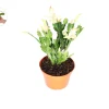 Yellow Holiday Cactus Live Plant – 6'' Potted Christmas Thanksgiving Cactus Hybrid – Indoor - Image 1
