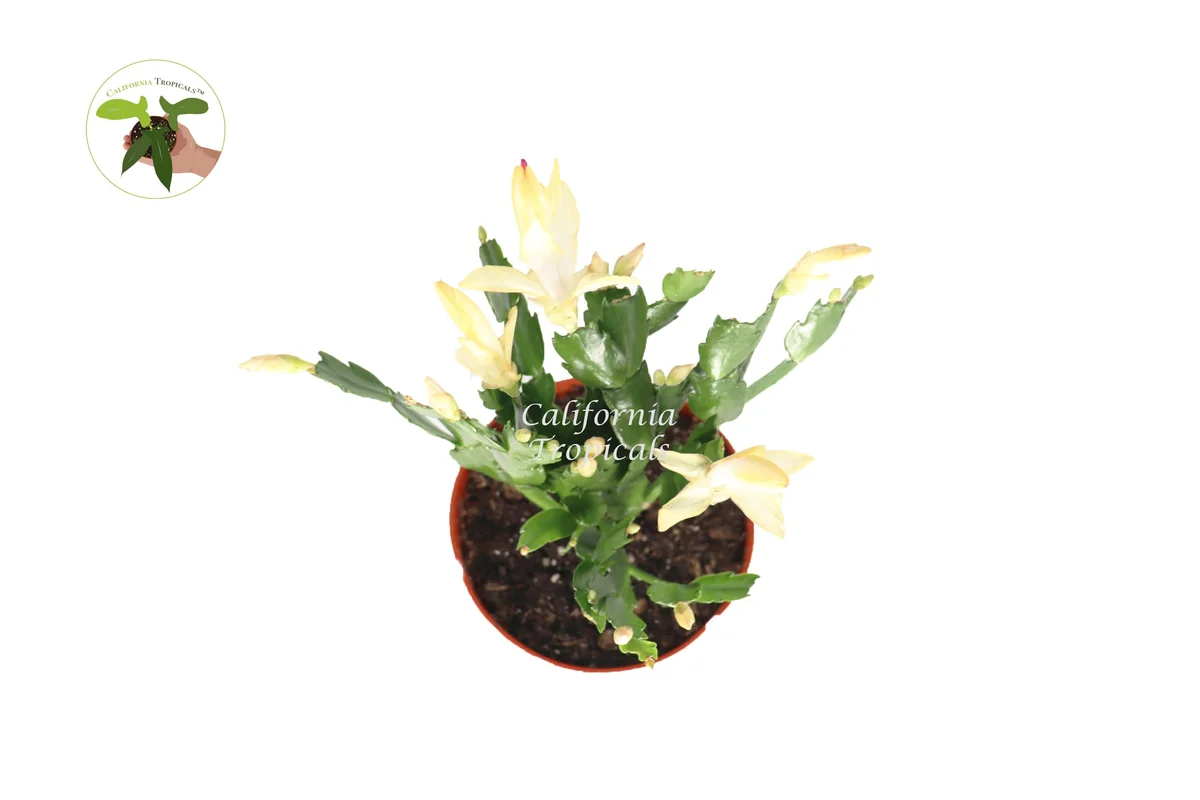 Yellow Holiday Cactus Live Plant – 6'' Potted Christmas Thanksgiving Cactus Hybrid – Indoor - Image 2