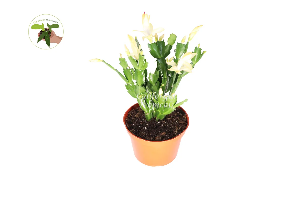 Yellow Holiday Cactus Live Plant – 6'' Potted Christmas Thanksgiving Cactus Hybrid – Indoor - Image 1