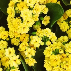 Yellow Kalanchoe Live Plant – 2.5 inch Pot – In Bud & Bloom – Easy Houseplant - Image 4