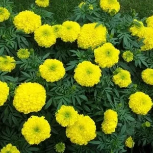 Yellow Marigold Live Plant 4 inch Pot - Vibrant Outdoor Flower - Image 2