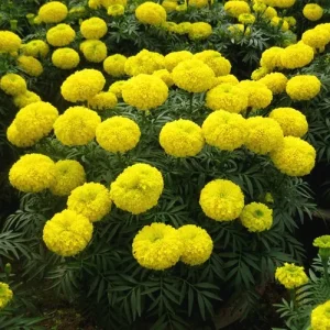 Yellow Marigold Live Plant 4 inch Pot - Vibrant Outdoor Flower - Image 3