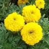 Yellow Marigold Live Plant 4 inch Pot - Vibrant Outdoor Flower - Image 1