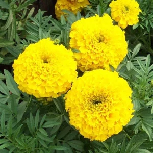 Yellow Marigold Live Plant 4 inch Pot - Vibrant Outdoor Flower - Image 1