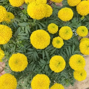 Yellow Marigold Live Plant 4 inch Pot - Vibrant Outdoor Flower - Image 4