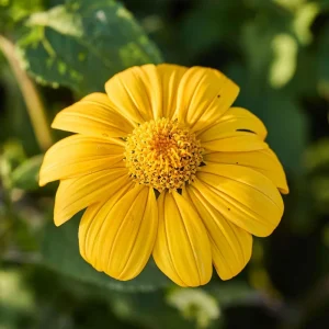 Yellow Mexican Sunflower Live Plant - Tithonia rotundifolia - 4 inch Pot - Image 3