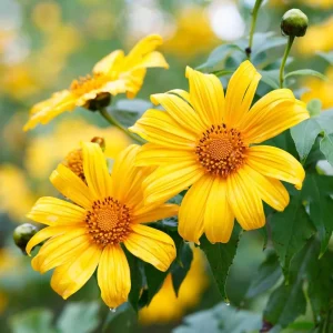 Yellow Mexican Sunflower Live Plant - Tithonia rotundifolia - 4 inch Pot - Image 1