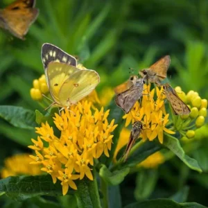 Yellow Milkweed Live Starter Plants - Set of 2, 4-8" Tall - Asclepias Syriaca Perennial Flower for Butterflies - Image 2