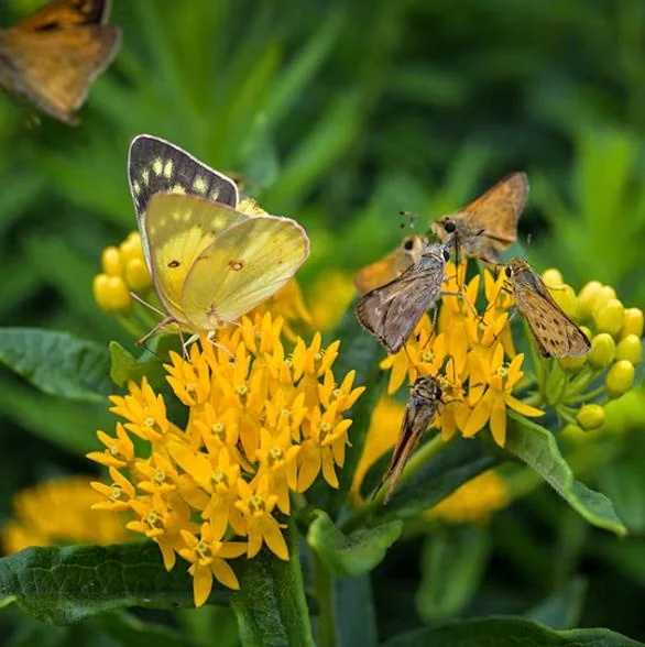 Yellow Milkweed Live Starter Plants - Set of 2, 4-8" Tall - Asclepias Syriaca Perennial Flower for Butterflies - Image 2