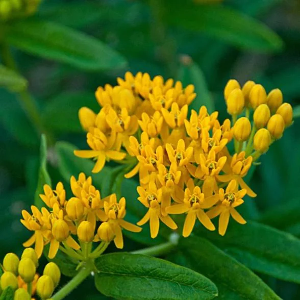 Yellow Milkweed Live Starter Plants - Set of 2, 4-8" Tall - Asclepias Syriaca Perennial Flower for Butterflies - Image 3
