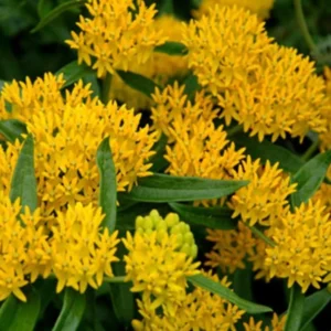 Yellow Milkweed Live Starter Plants - Set of 2, 4-8