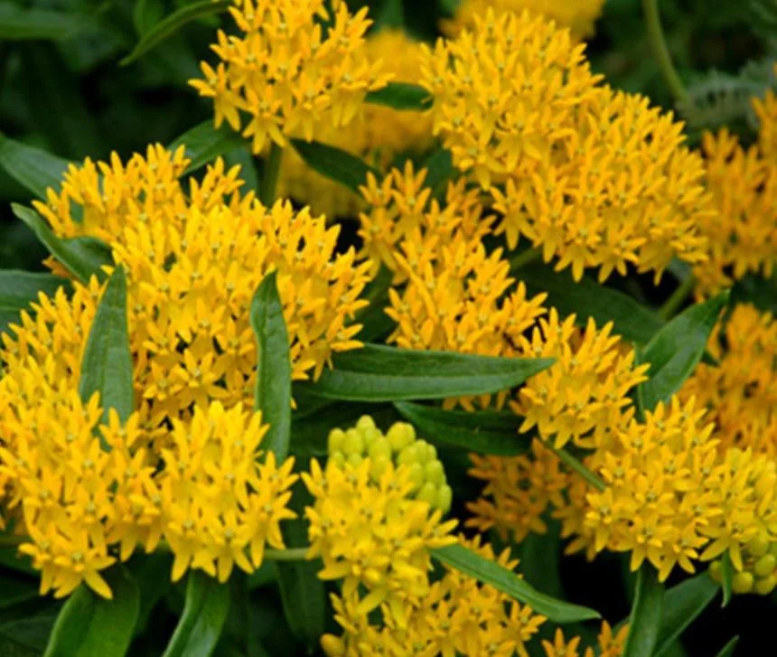 Yellow Milkweed Live Starter Plants - Set of 2, 4-8" Tall - Asclepias Syriaca Perennial Flower for Butterflies - Image 4