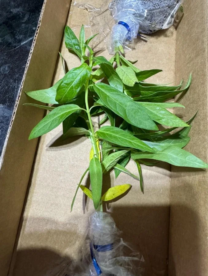 Yellow Milkweed Live Starter Plants - Set of 2, 4-8" Tall - Asclepias Syriaca Perennial Flower for Butterflies - Image 5