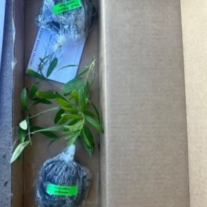 Yellow Milkweed Live Starter Plants - Set of 2, 4-8