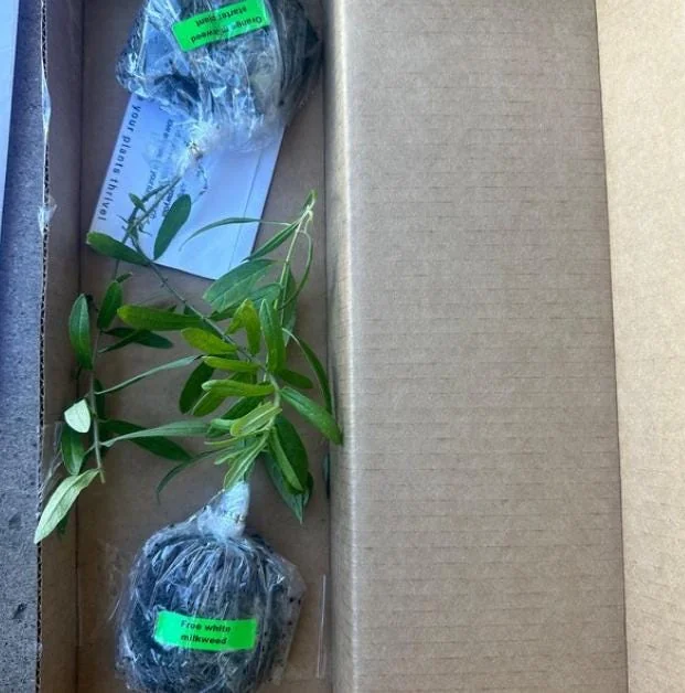 Yellow Milkweed Live Starter Plants - Set of 2, 4-8" Tall - Asclepias Syriaca Perennial Flower for Butterflies - Image 6