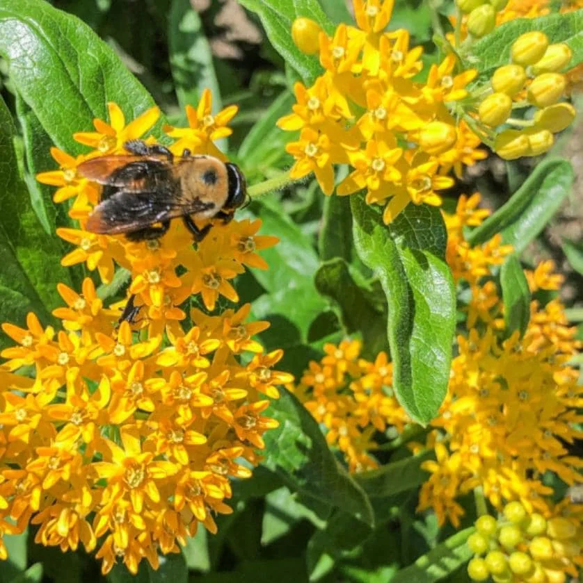 Yellow Milkweed Live Starter Plants - Set of 2, 4-8" Tall - Asclepias Syriaca Perennial Flower for Butterflies - Image 1