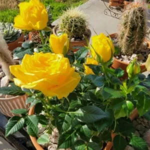 Yellow Mini Rose Live Plant - 6 inch Tall - 3 inch Pot - Indoor/Outdoor - Image 10