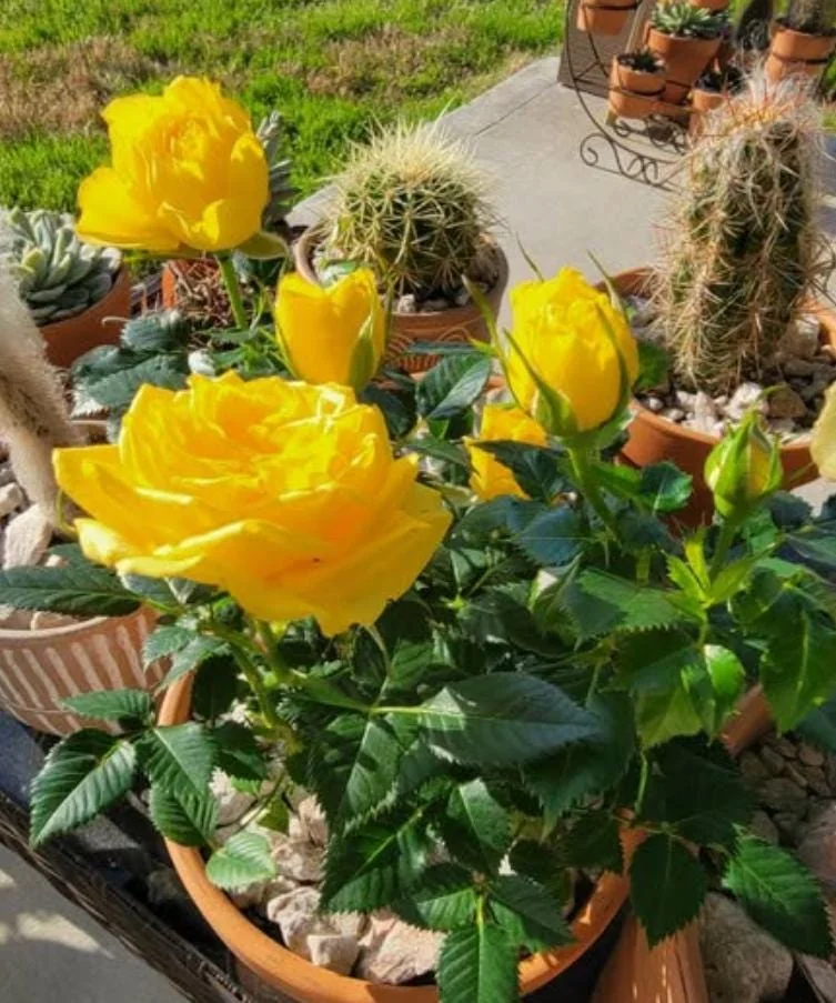 Yellow Mini Rose Live Plant - 6 inch Tall - 3 inch Pot - Indoor/Outdoor - Image 10