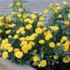Yellow Mini Rose Live Plant - 6 inch Tall - 3 inch Pot - Indoor/Outdoor - Image 1