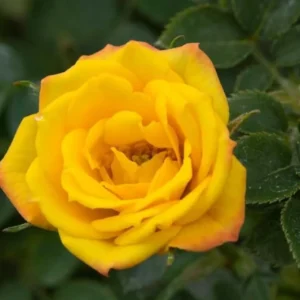 Yellow Mini Rose Live Plant - 6 inch Tall - 3 inch Pot - Indoor/Outdoor - Image 2