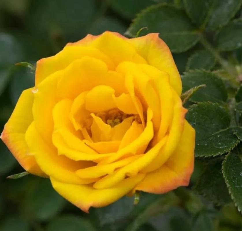 Yellow Mini Rose Live Plant - 6 inch Tall - 3 inch Pot - Indoor/Outdoor - Image 2