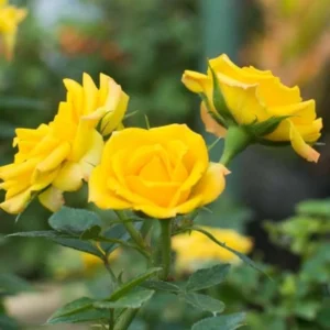 Yellow Mini Rose Live Plant - 6 inch Tall - 3 inch Pot - Indoor/Outdoor - Image 3