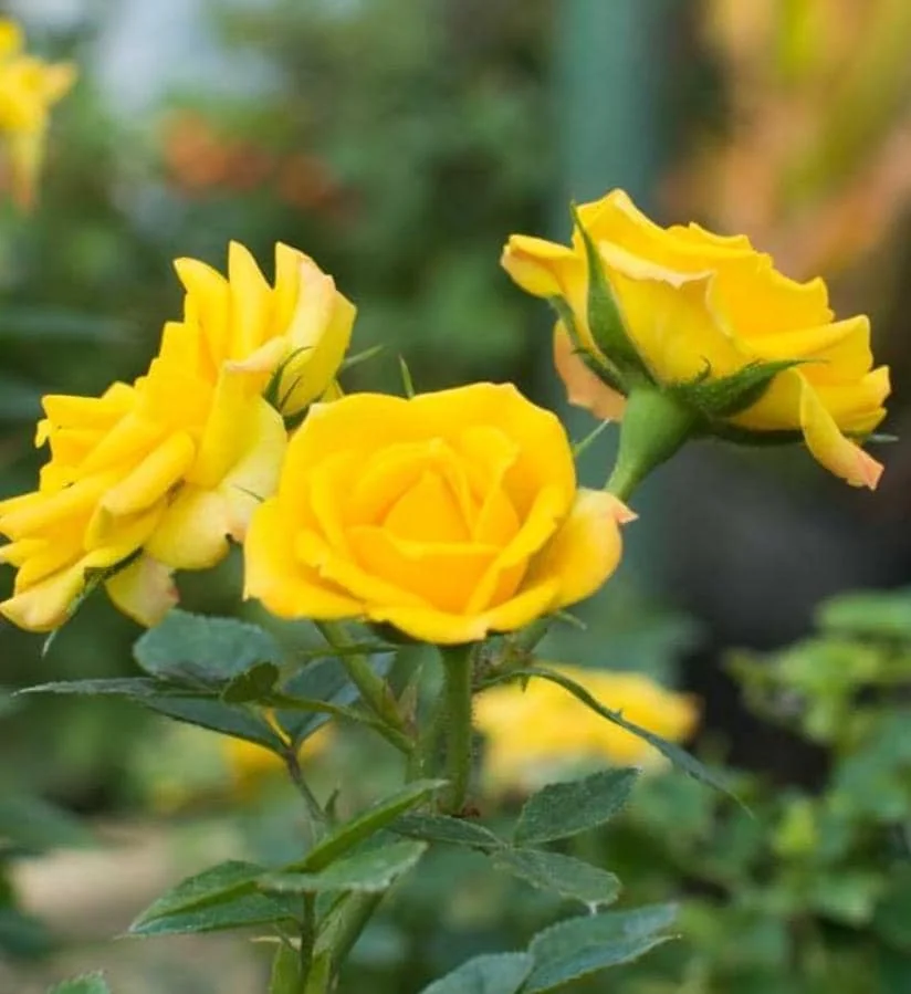 Yellow Mini Rose Live Plant - 6 inch Tall - 3 inch Pot - Indoor/Outdoor - Image 3