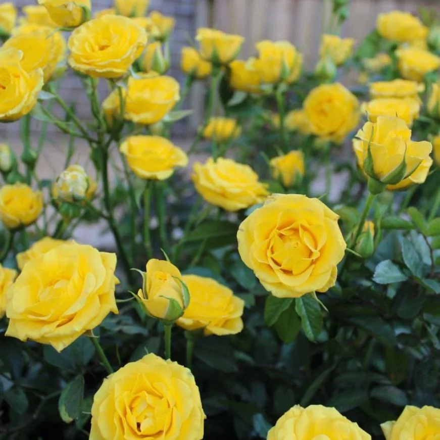 Yellow Mini Rose Live Plant - 6 inch Tall - 3 inch Pot - Indoor/Outdoor - Image 4
