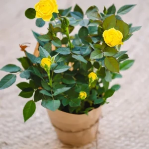 Yellow Mini Rose Live Plant - 6 inch Tall - 3 inch Pot - Indoor/Outdoor - Image 6